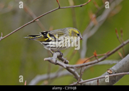 Single  female Siskin (Carduelis spinus) perched in a tree Stock Photo
