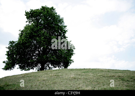 tree, hill, nature, solitary, single tree, trees, greenery, growing, grow, hills, solitude, solitariness, sapling, hummock, hill Stock Photo