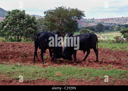 two-fighting-bulls-and-cattle-in-kraal-enclosure-cattlepost-bothatogo