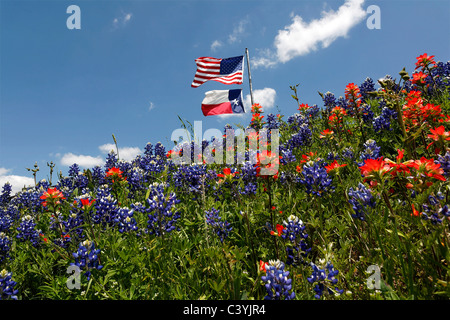 Ennis, Texas, USA, United States, America, female, blue bonnets, field, indian paintbrushes, paint brushes, flags Stock Photo