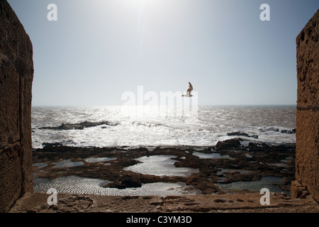 A view on the Atlantic Ocean with a seagull flying seen from the fortifications of fly Essaouira, Morocco Stock Photo