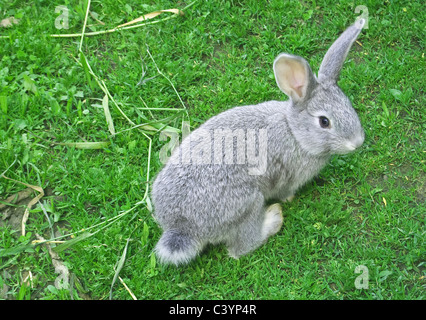 little rabbit is on a pasture Stock Photo