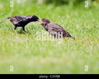 Recently fledged Starling chick being fed by adult, Warwickshire Stock Photo