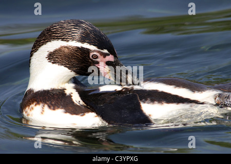 Humboldt Penguin Spheniscus humboldti Preening Whilst Swimming Stock Photo