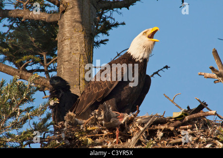 Bald eagle and eaglet in nest in Douglas fir tree-Victoria, Brtisih Columbia, Canada. Stock Photo