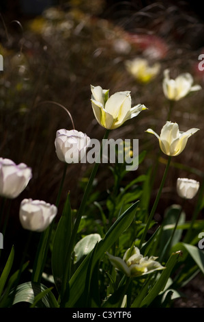 Tulipa 'Spring Green' and Tulipa 'Shirley' Stock Photo