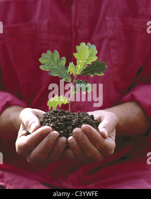 Agriculture, Biology, Botanical, Botany, Cupped, Growing, Growth, Hand, Hands, Holding, Leaf, Nature, Oak, Plant, Quercus, Repro Stock Photo