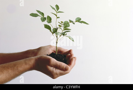 Agriculture, Ash, Biology, Botanical, Botany, Cupped, Growing, Growth, Hand, Hands, Holding, Leaf, Nature, Plant, Reproduction, Stock Photo