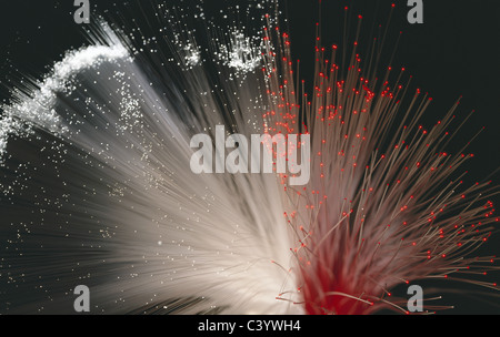 Cable, Cables, Communication, Communications, Data, Fiber, Fibers, Fibre, Fibres, Glass, Light, Light Wave Guide, Optic, Optical Stock Photo