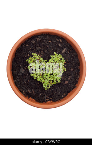 Curled Cress, Lepidium sativum, growing in the shape of a heart Stock Photo