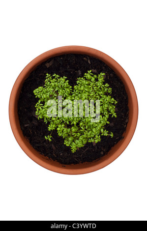 Curled Cress, Lepidium sativum, growing in the shape of a heart Stock Photo