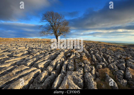 A lone hawthorn tree grows from the limestone pavement of Malham Lings over Malham in the Yorkshire Dales of England Stock Photo