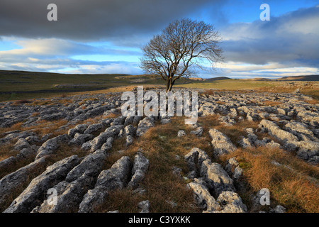 A lone hawthorn tree grows from the limestone pavement of Malham Lings over Malham in the Yorkshire Dales of England Stock Photo