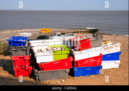 WHITSTABLE, KENT, UK - APRIL 30, 2011: Whitstable Oyster Company Colourful Oyster Boxes full of empty shells on the beach for recycling Stock Photo