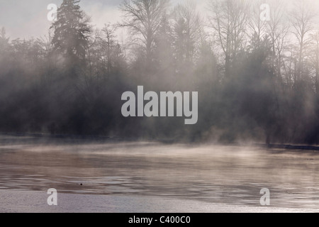 Light stream through trees and fog on the Fraser River. Port Coquitlam, BC, Canada. Stock Photo