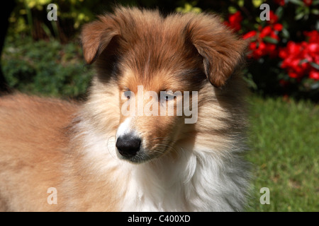 Rough Collie pup Stock Photo