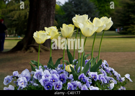 A lovely mixture of nice yellow tulips with a mass of violet pansies Stock Photo