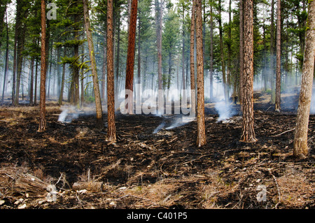 A controlled burn in the Pattee Canyon area of Missoula Montana was used to removed dried grass in the forests.
