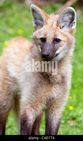 Maned wolf cub Stock Photo