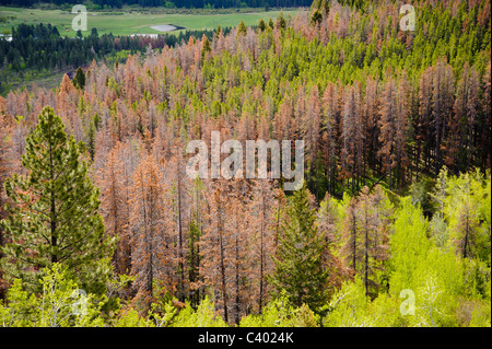 The top of MacDonald Pass at the Continental Divide near Helena, Montana, shows damage from the mountain pine beetle. Stock Photo