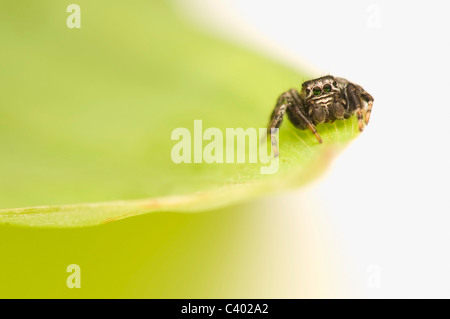 Jump spider Stock Photo