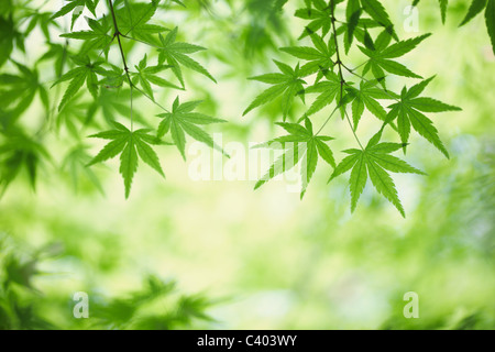 green maple leaves Stock Photo