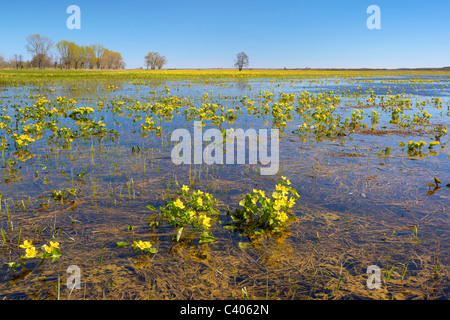 Biebrzanski National Park, Podlasie region, Poland Stock Photo