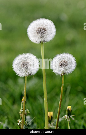 Dandelion, Taraxacum officinale. three seed heads, Midlands, April 2011 Stock Photo