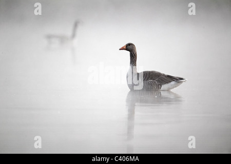 Greylag goose, Anser anser, single bird on water in mist, Midlands, April 2011 Stock Photo