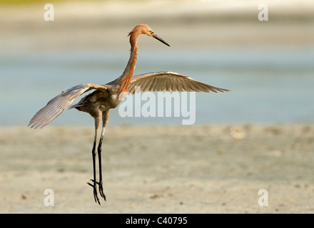 Reddish Egret jumping up in the air, Estero lagoon Florida. Stock Photo