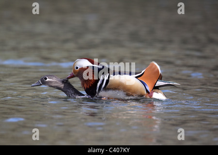 Mandarin duck, Aix galericulata, male and female mating on water, Midlands, April 2011