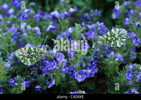 Two orange tip butterflies (Anthocharis cardamines)  at rest on a blue garden alpine in the Spring UK Stock Photo