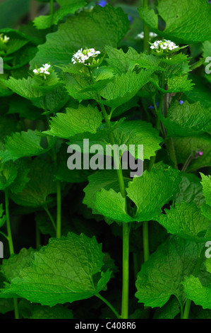 The tall spring wild flower, garlic mustard (alliara petiolata), also known as Jack-by-the-hedge UK