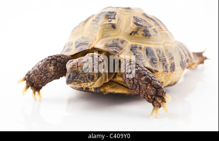 Russian tortoise on a shite background, Focus is shallow Stock Photo