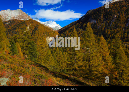 Adlerhorn, Alps, Alpine panorama, view, tree, mountain, mountains, mountain panorama, mountain point, trees, colors, cliff, rock Stock Photo