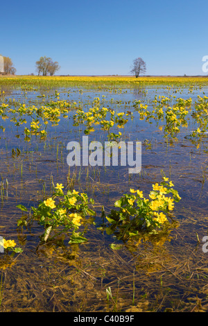 Biebrzanski National Park, Podlasie region, Poland Stock Photo