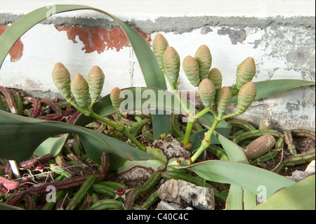 Welwitschia (Welwitschia mirabilis) close-up of female cone Kirstenbosch National Botanical Garden Cape Town Western Cape Africa Stock Photo