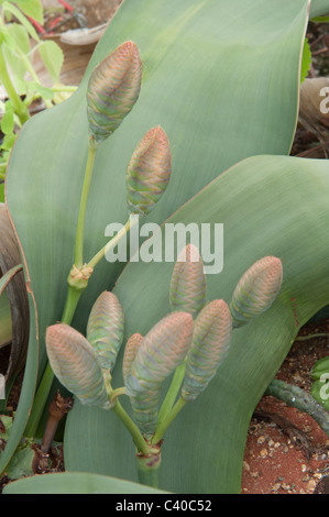 Welwitschia (Welwitschia mirabilis) close-up of female cone Kirstenbosch National Botanical Garden Cape Town Western Cape Africa Stock Photo