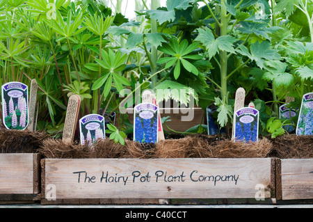 A wooden tray of biodegradable plant pots from The Hairy Pot Plant Company, containing lupin plants Stock Photo