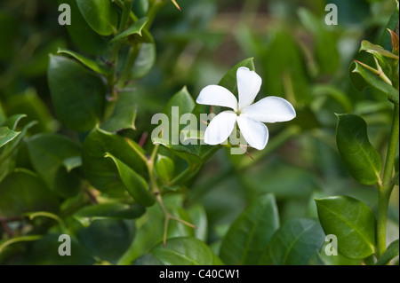 Natal Plum (Carissa macrocarpa) flower Kirstenbosch National Botanical Garden Cape Town Western Cape South Africa Stock Photo