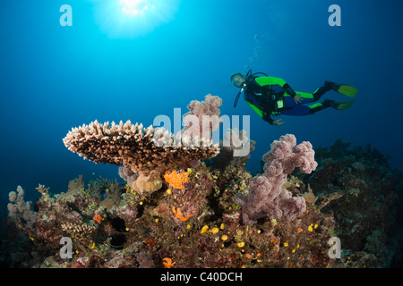 Scuba Diver over Coral Reef, Wakaya, Lomaiviti, Fiji Stock Photo