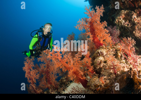 Scuba Diver and red Soft Corals, Dendronephthya sp., Wakaya, Lomaiviti, Fiji Stock Photo