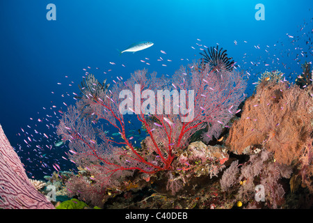 Sea Fan in Coral Reef, Melithaea sp., Wakaya, Lomaiviti, Fiji Stock Photo