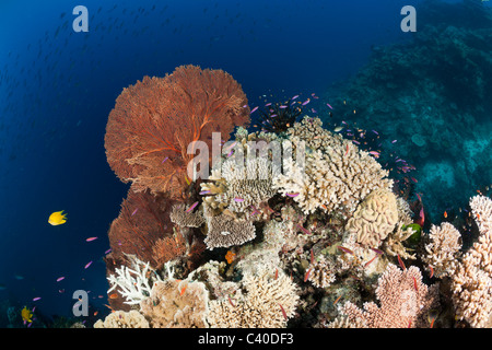 Coral Reef, Wakaya, Lomaiviti, Fiji Stock Photo