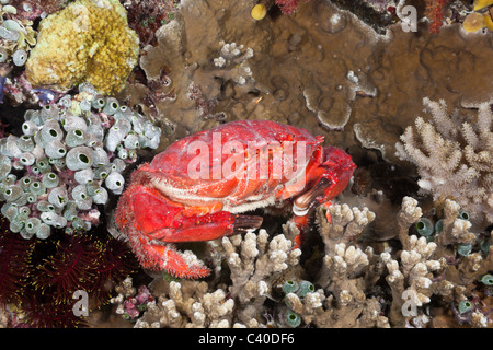 Splendid Pebble Crab, Etisus splendidus, Wakaya, Lomaiviti, Fiji Stock Photo