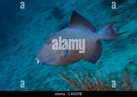 Blue Triggerfish, Pseudobalistes fuscus, Namena Marine Reserve, Fiji Stock Photo
