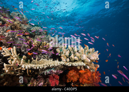 Luzonichthys (Luzonichthys whitleyi) in coral reef, Makogai, Lomaviti ...