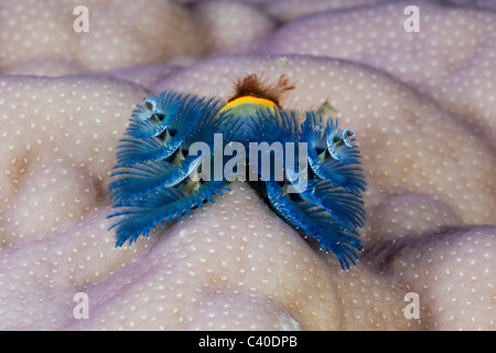 Blue Christmas Tree Worm, Spirobranchus giganteus, Namena Marine Reserve, Fiji Stock Photo