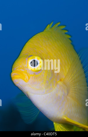 Golden Damsel, Amblyglyphidodon aureus, Namena Marine Reserve, Fiji Stock Photo