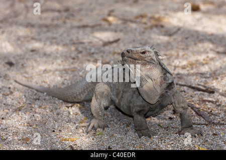 Hispaniolan Ground Iguana, Cyclura ricordii, Isla Cabritos National Park, Lago Enriquillo, Dominican Republic Stock Photo